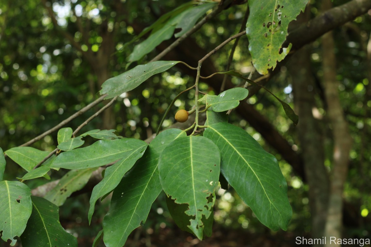 Myristica ceylanica A.DC.
